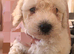 Beautiful Toy Poodle Girl