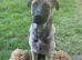 Belgian Malinois X Cane Corso