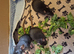 8 baby fancy rats for sale