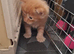 Main coon kittens