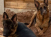 READY NOW – Stunning Full Pedigree German Shepherd Puppies