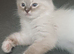 Just 3 Left Beautiful Ragdolls