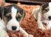 Tri coloured Jack Russell puppies