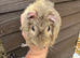 Male Guinea Pig