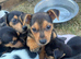 Jack Russell cross Dachshund puppies