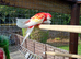 Rosella for sale