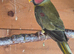 A Stunning Pair Of Plumhead Parakeets