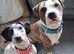 American bully cross dalmation (Girl)