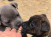 Adorable staffy puppies