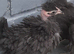 Bantam chickens