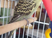 3 Bonded pairs of budgies +cages