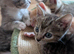 Gizmo the super social kitten