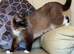 Ragdoll/ British Short Hair/ Mainecoon Cross Mixed Breed Female Cat