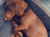 Dachshund cross