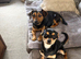Chiweenie x