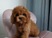 Adorable Cavapoo puppies