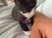 Kittens for sale
