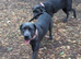 Female cane corso