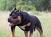 Stud available ABKC registered