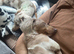 Mini Isabella and Tan Piebald dachshund