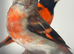 Goldfinch pairs , red siskin pair and yellow black hooded Siskin pair