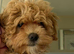 Absolutely stunning maltipoo boy