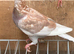 Red coloured racing pigeons RPRA rings