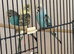 Beautiful baby budgies