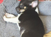 I have 3 chihuahua puppies ready to go Lincolnshire