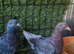 Iraqi pigeons