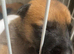 Belgian Mali puppies