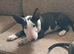 English bull terrier