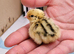 Coturnix Quail Chicks