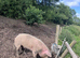 BOAR PIG LOOKING FOR NEW HOME
