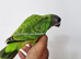 Stunning baby Senegal ready soon