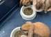 Gorgeous Mini Lop Babies Ready Now
