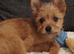 Terrier cross pomchi