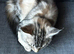 Maine Coon last girl available