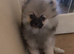 Pomeranian puppy