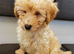 READY TO LEAVE Kc registered red Toy poodles