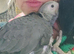 African grey parrots babies for sale