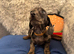 Miniature dachshunds