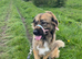 Sweet natured 4 yr old Leonberger