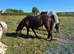 Riding 13hh