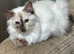 Ragdoll female Tortie with papers