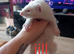 9 baby ferrets