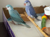 Hand-Reared Indian Ringneck Babies — Violet & Blue Cleartail