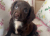 Cocker spaniel girl