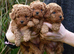 Cavapoo Stud Dog. Devon 5* Council Reg&rsquo;d