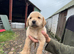 KC Labradors